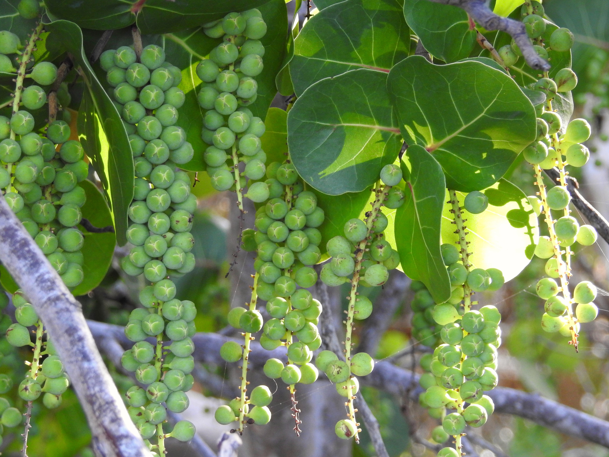 War with the Sea Grapes in Boca Raton and Highland Beach Florida