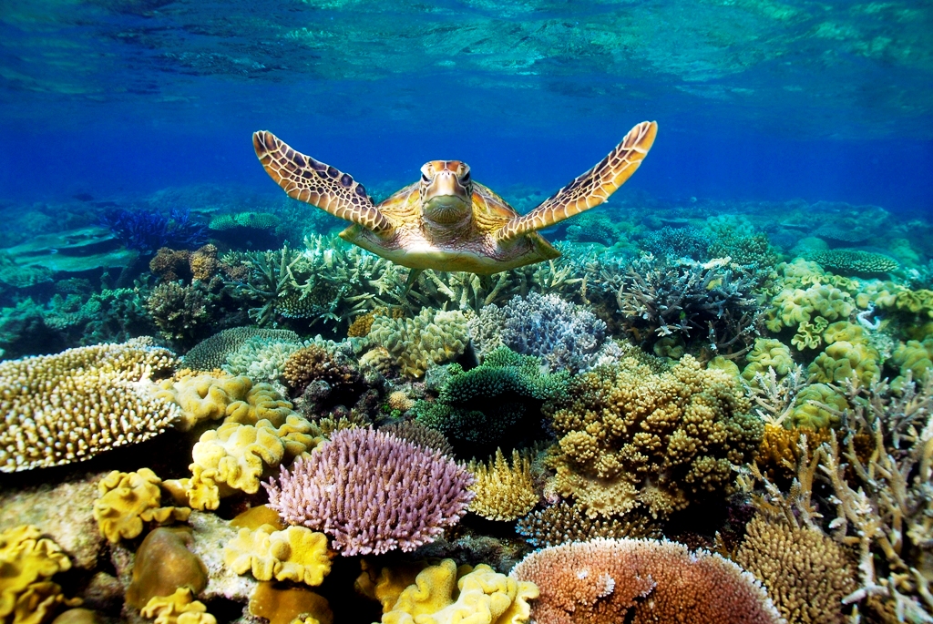 Beautiful scuba dive shot of the Loggerhead Turtle on Reef in Grand Cayman